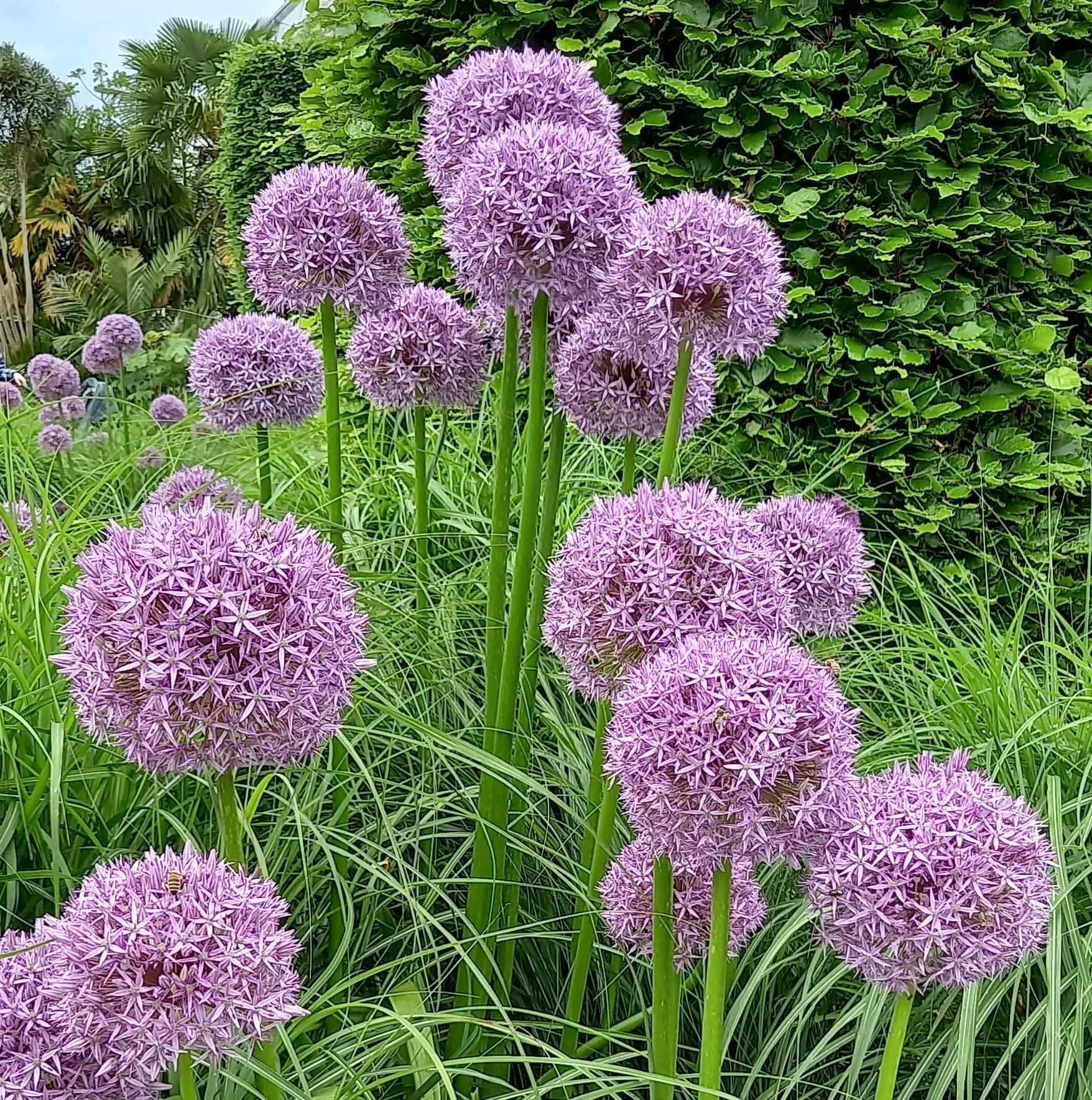 Alliums - Purple Sensation