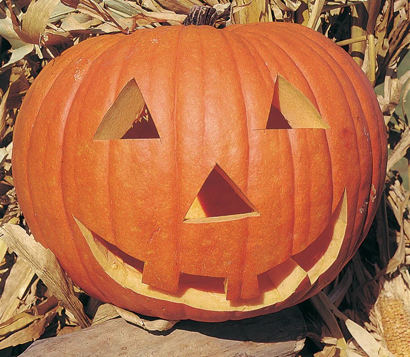 Jack O Lantern Pumpkin - SEEDLINGS