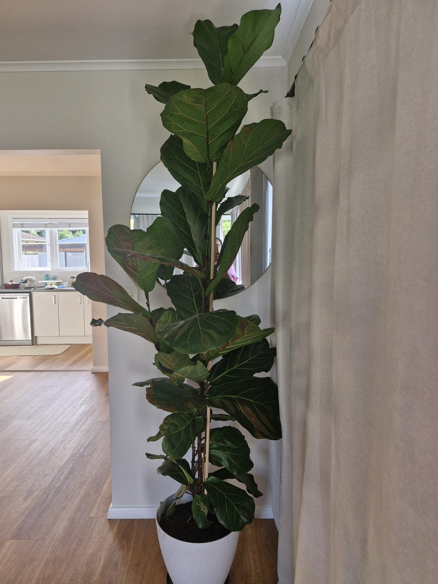 Fiddle Leaf Fig Plant
