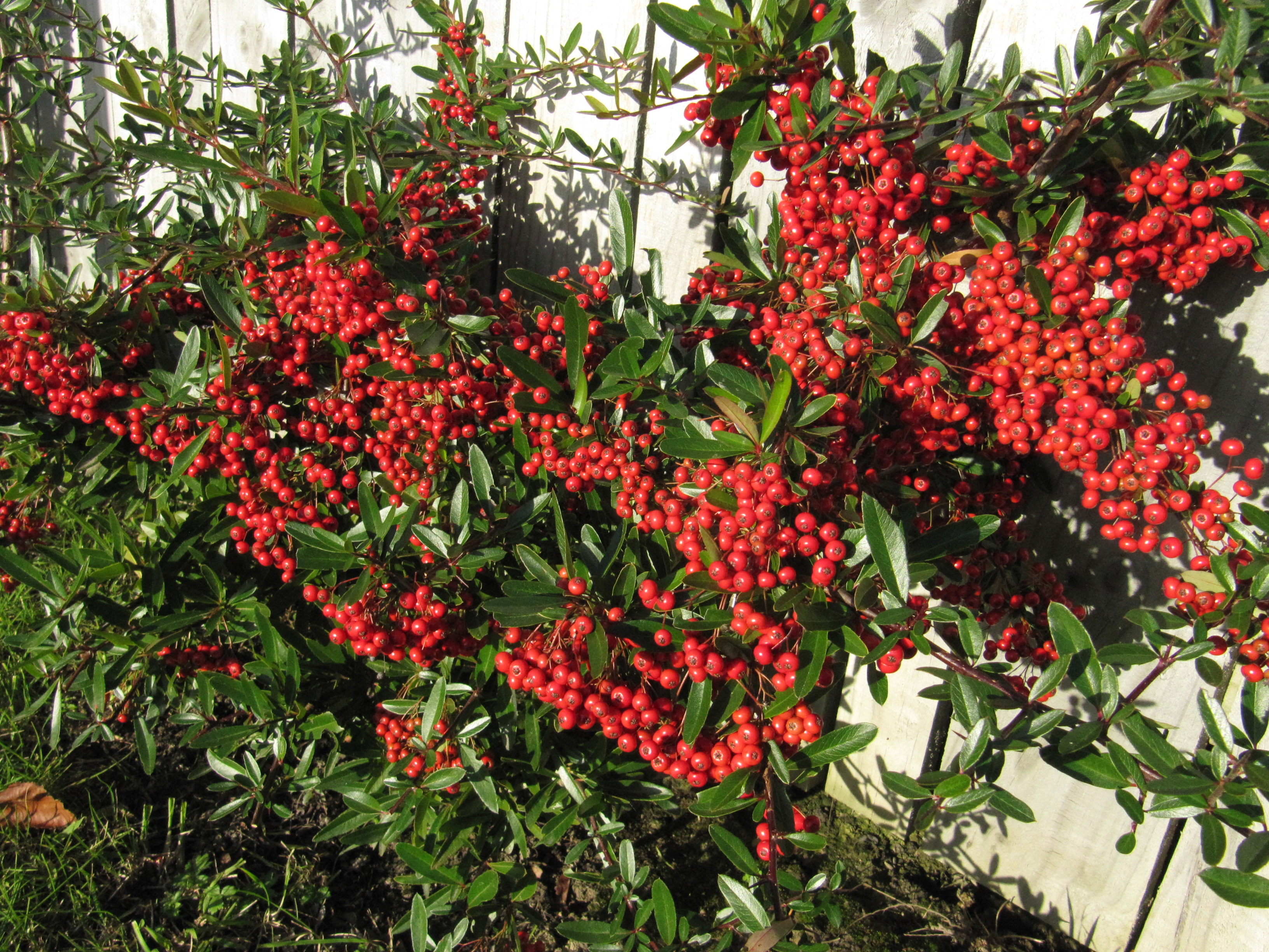 Pyracantha Brilliant