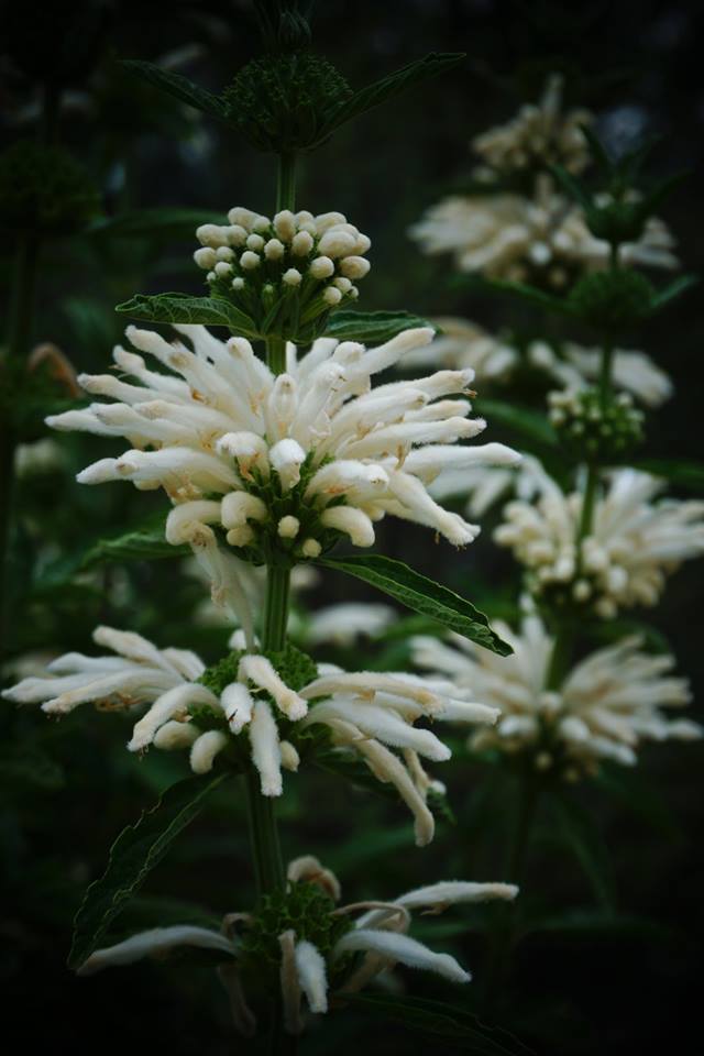 Leonotis Alba Kimba "Lions Ears"